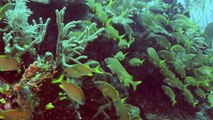 Scuba Diving in Belize — Pompion Wall