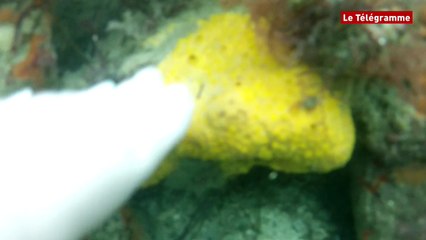 The Latest Saint Quay Portrieux Videos On Dailymotion