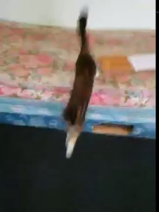 Kaat