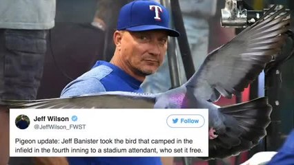 Rangers Manager Rescues Pigeon In Infield During Game Vs. Angels
