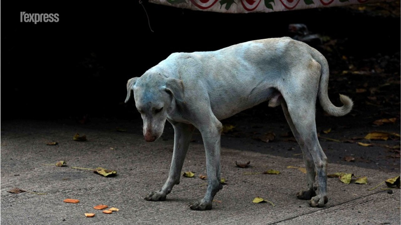 En Inde, de mystérieux chiens bleus errent dans...