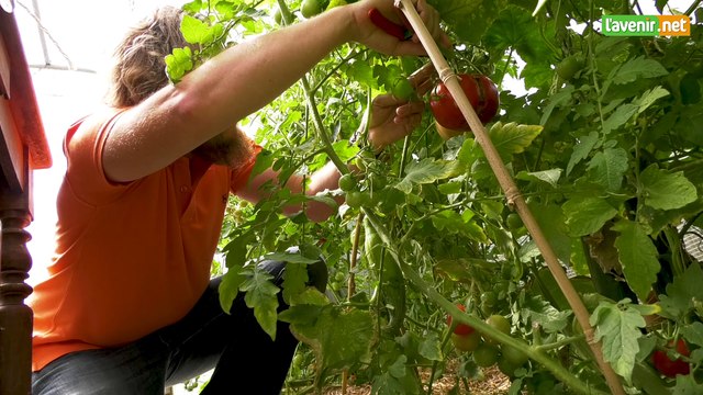 L'Avenir - Pascal De Lessines et ses grosses tomates