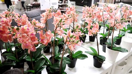 MOVING VLOG 4 : IKEA Shopping! 