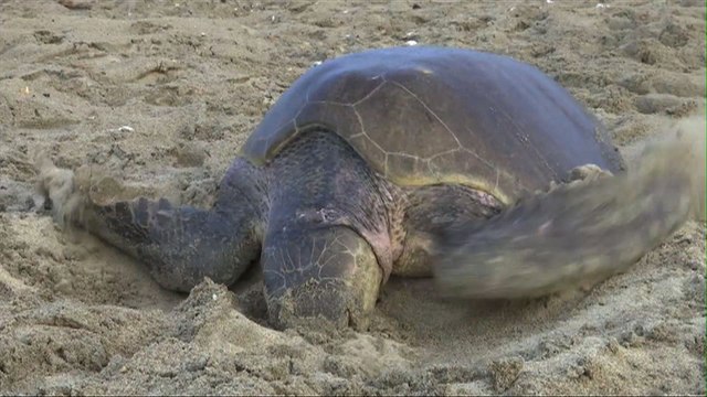 Des milliers de tortues de mer pondent sur les plages du Mexique