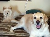 Lab dog hits small dog in face with wagging tail