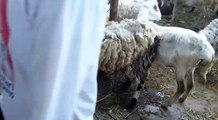 Domba qurban sesuai hadits yakni gemuk, kaki dan mata hitam di UD Soleh