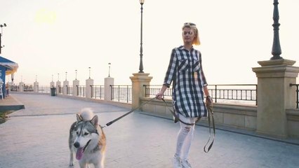 All That Phone Time Could Be Making Your Dog Misbehave