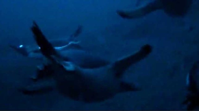 Nagez en Antarctique avec les manchots papous