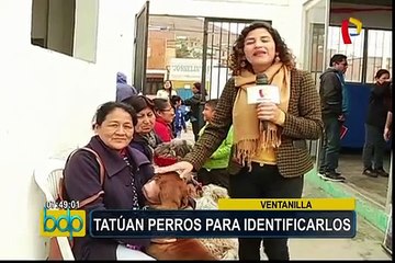Ventanilla: inician campaña para tatuar orejas a perros