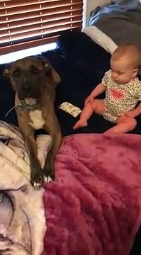 Un bébé protégé par un pitbull ! Un bon garde du corps