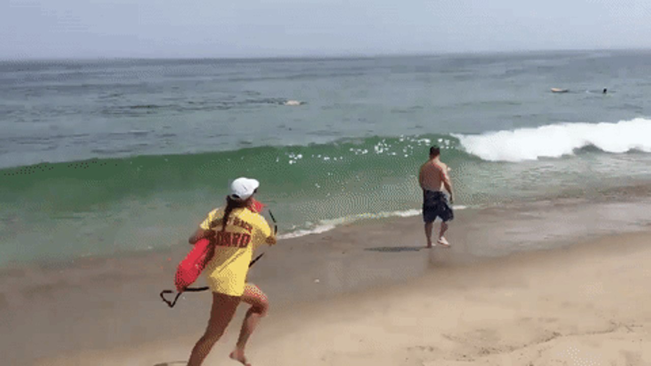 Beaches Closed After Shark Attacks Seal Near Surfers