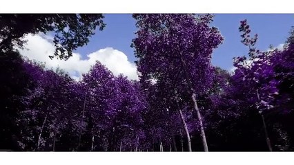 سعد لمجرد يشارك جمهوره كواليس Let Go