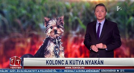 Kolonc a kutya nyakán