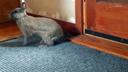 Happy bunny rabbit leaps for joy