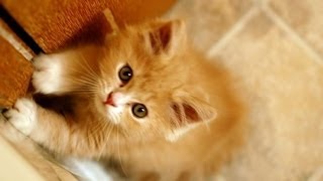 Funny Videos | Fanny Cats | Fanny Animals - NEW Videos 2014