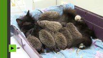 Une chatte allaite des bébés hérissons