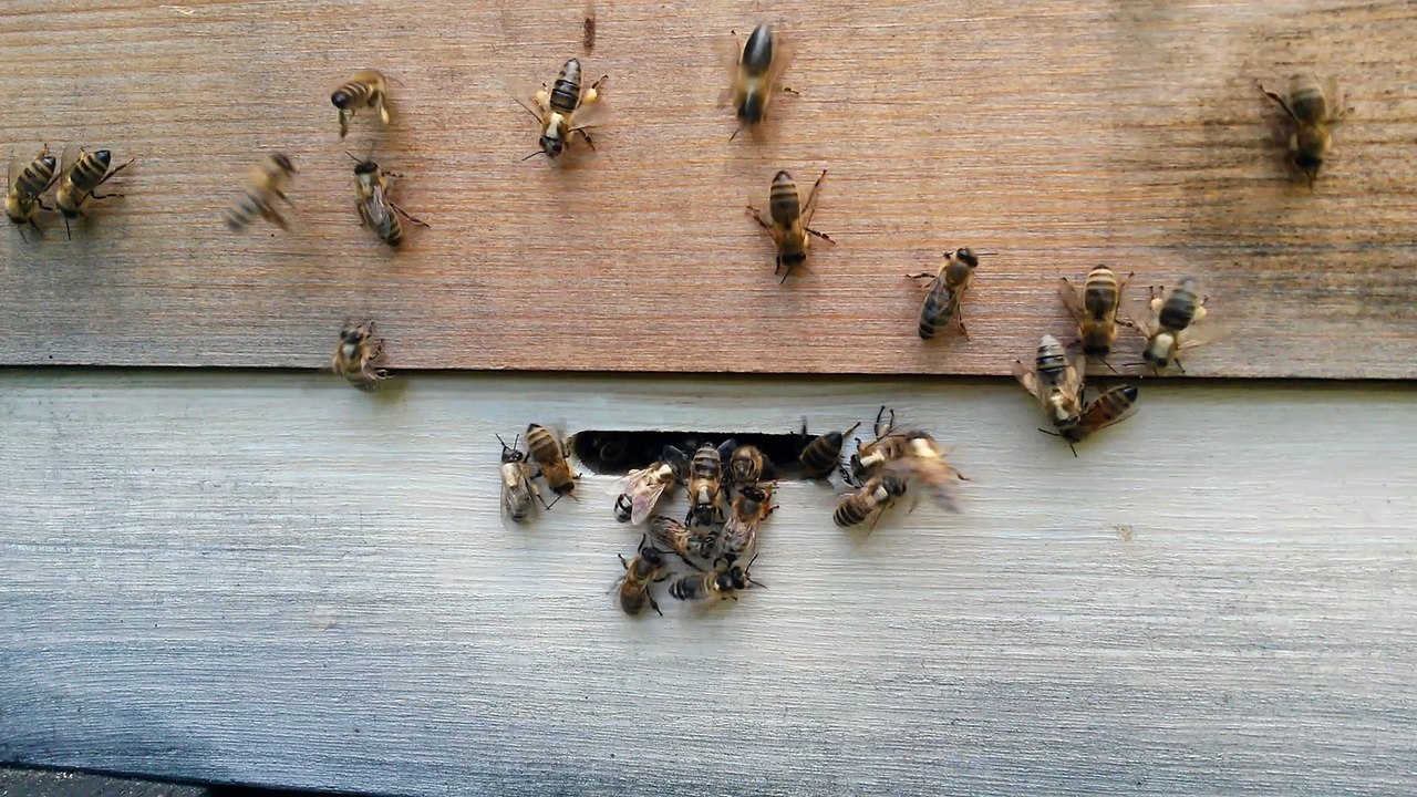 Bienen am flugloch