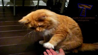 Cats and dogs give a paw - Funny and cute animal compilation