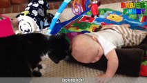 Cute Cats & Dogs Love Babies Compilation 2017