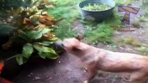 Dogs loving rain and puddles - Funny and cute dog compilation