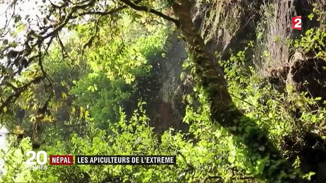 Népal : les apiculteurs de l'extrême