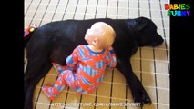 Funny Dogs Protecting Babies - Funny Baby Videos Compilation