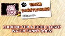 Looking for a good laugh_ Watch funny dogs! - Funny dog compilation