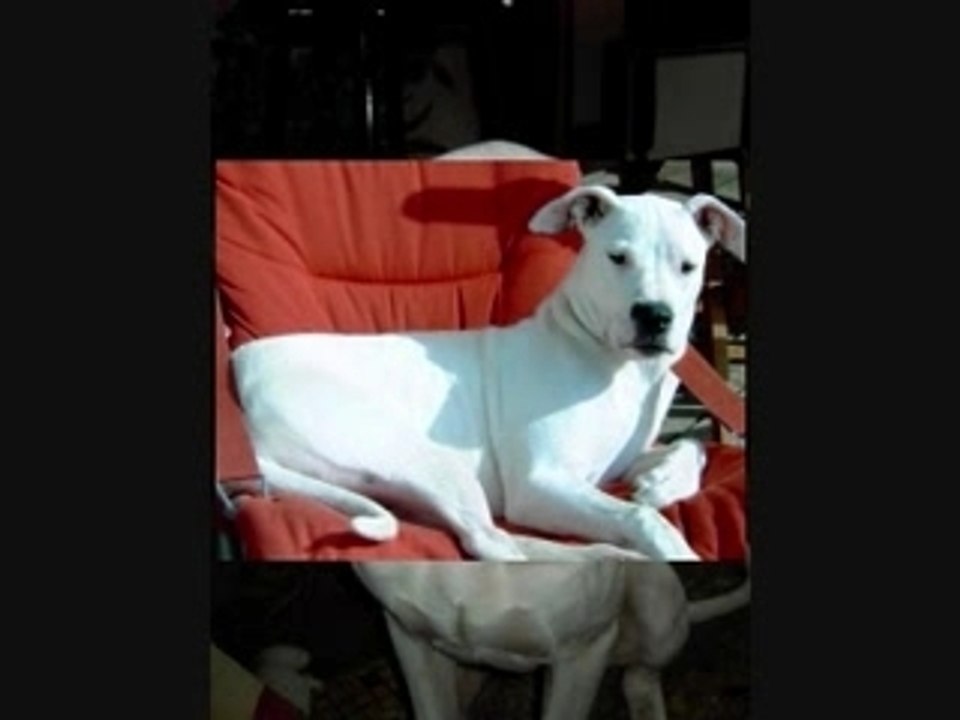 Belka2
