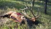 The World-Record Archery Elk