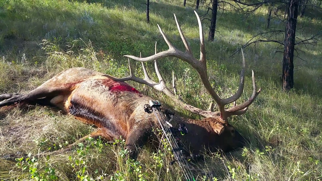 The World-Record Archery Elk