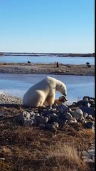 Polar bear petting dog