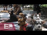Perros capitalinos víctimas de secuestro/ Comunidad