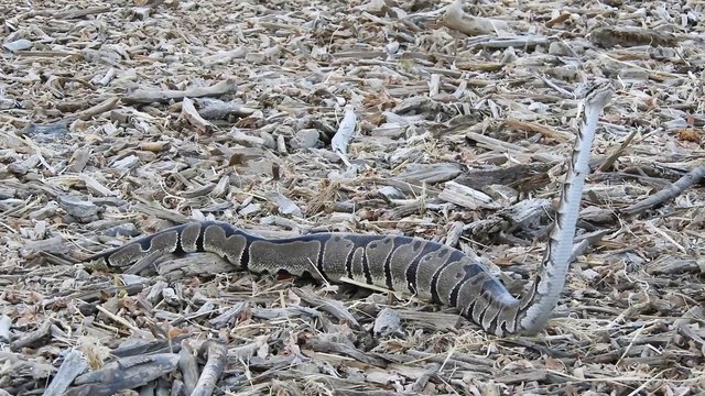 Python Spotted Slithering at Los Angeles Park
