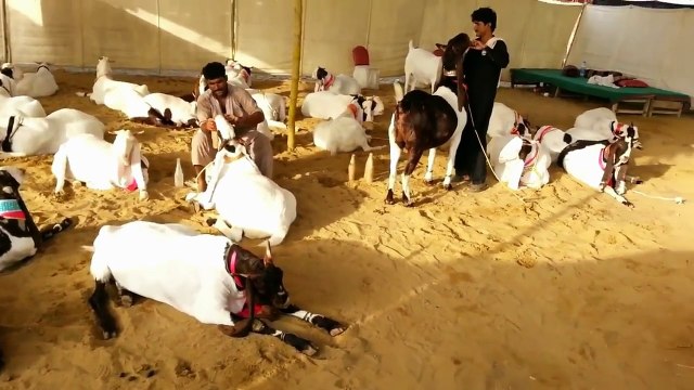 Maweshi mandi 2017-Bakra mandi 2017- Eid ul azha 2017.