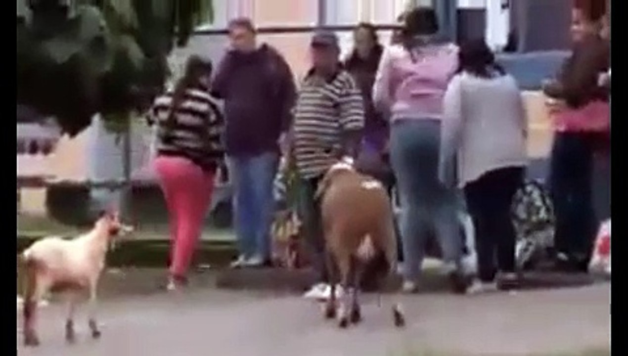Meu Bode Fala
