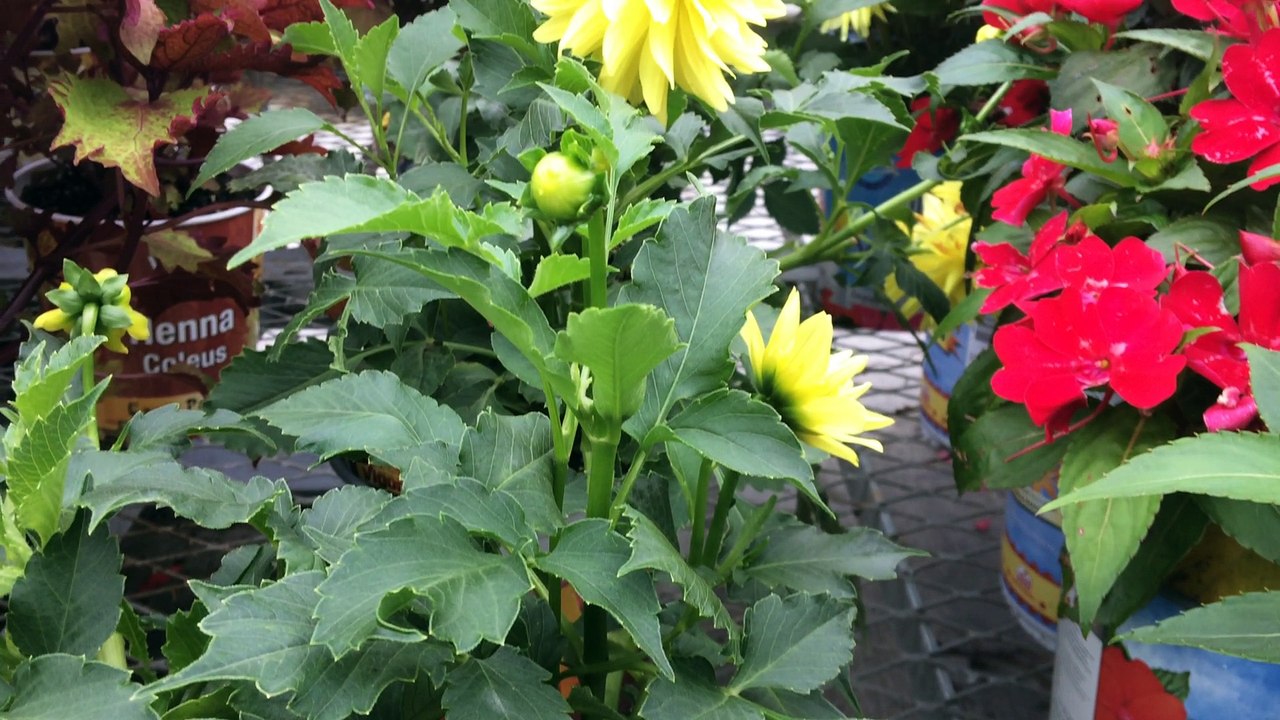 Z57 presents yellow flower