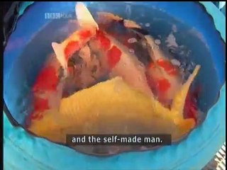 Giant Koi Carp. Huge, Large Big Fish kohaku, showa, bekko, asagi, shusui, utsuri, sanke, t