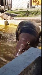 Hippo helps a duckling get out of water.