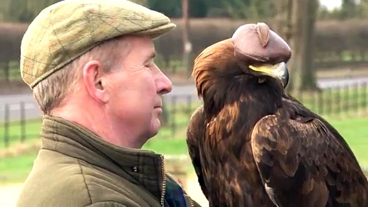 Hunting hares with golden eagles fantastic flights