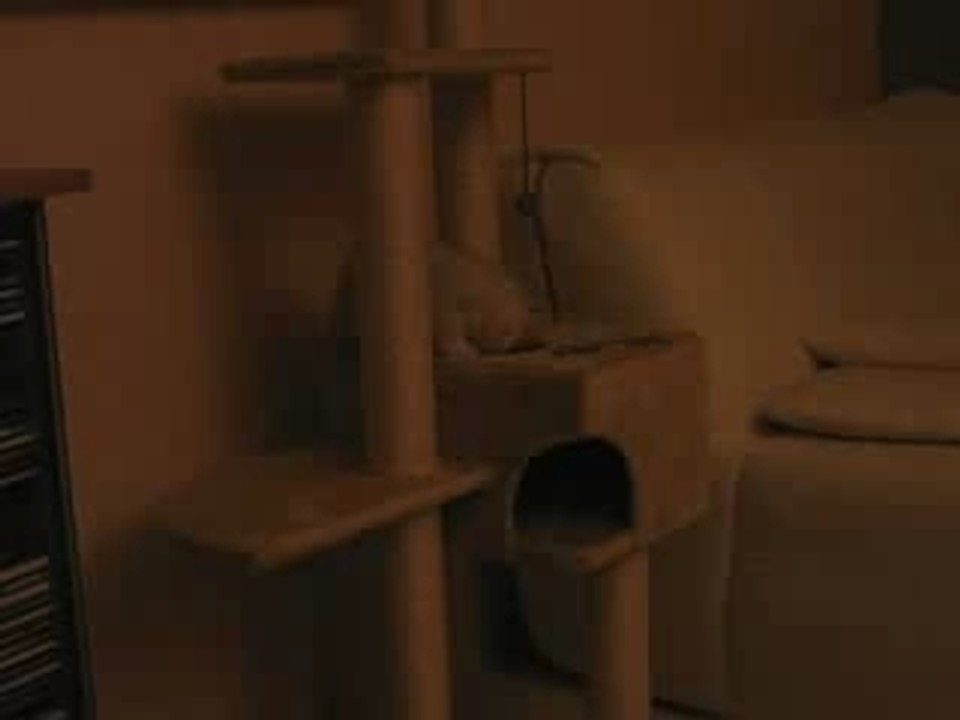 Caïleen joue sur son arbre à chat