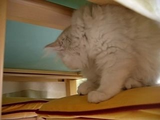 Caïleen sous la table