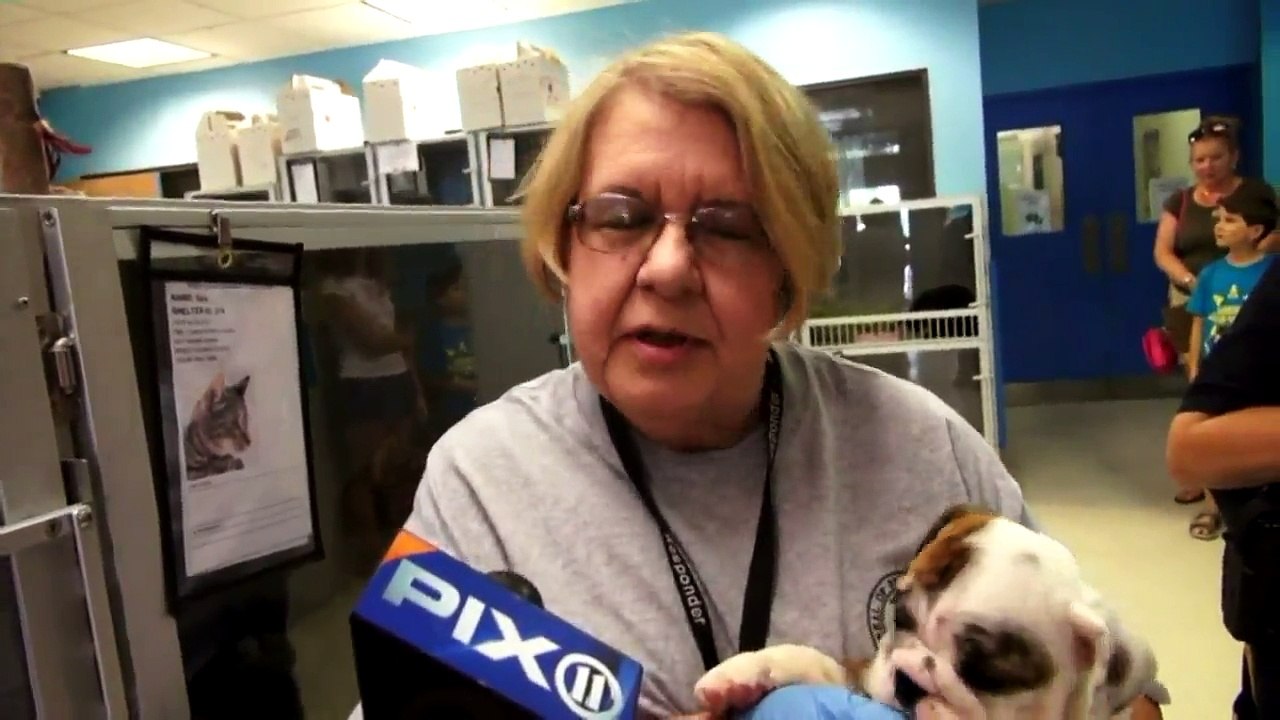 Two Dozen Bulldog Puppies Rescued From Hot Van at New Jersey Walmart