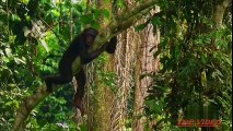 Amazing Bonobo Mating Like Human