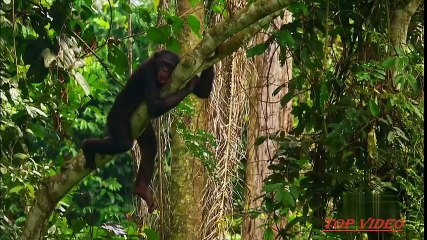 Amazing Bonobo Mating Like Human