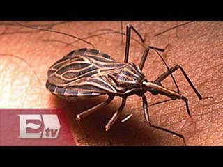 El cambio climático también impacta a los insectos / Yuriria Sierra