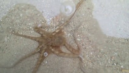 Ce calamar remis à la mer va remercier son sauveur !