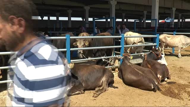 Veteriner Hekimden Kurban Alacak Vatandaşlara Uyarılar