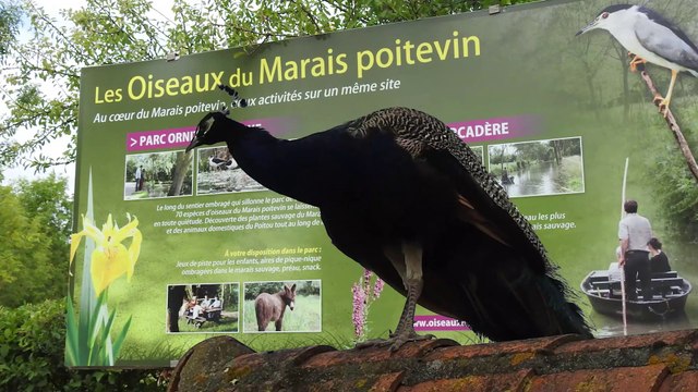 03/07/2017 Les oiseaux du marais poitevin