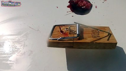 Damson in Mouse Trap Slow Mo GoPro 120fps