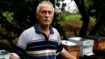 Metrekareye 70 Kilogram Yağış Düştü, Binlerce Arı Telef Oldu